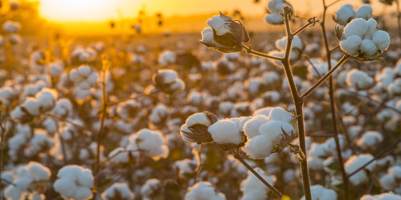 Why choosing  ecofriendly fashion matters?